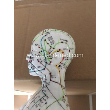 MALE ACUPUNCTURE MODEL